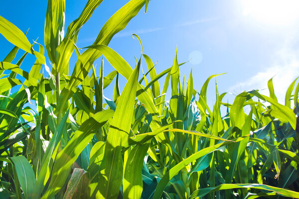 Зеленое кукурузное поле растет на голубом небе