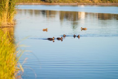 Ördekler dağ gölü, su Nehri
