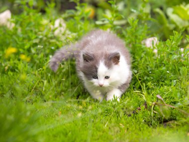 gri, beyaz kızgın yavru kedi mavi gözleri ve açık ağız ve keskin