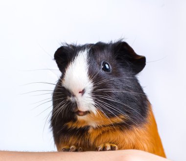 portrait of guinea pig stay on feet and hod on hand clipart