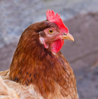 Dikey bir kırmızı tavuk makro yakın çekim