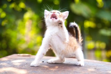 kırmızı, beyaz kızgın yavru kedi mavi gözleri ve açık ağız ve keskin 