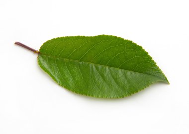 Beyaz arka plan üzerinde izole kiraz yaprak yeşil