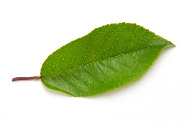 Beyaz arka plan üzerinde izole kiraz yaprak yeşil