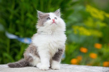 gri, beyaz yavru kedi çimenlerin üzerinde mavi gözlü