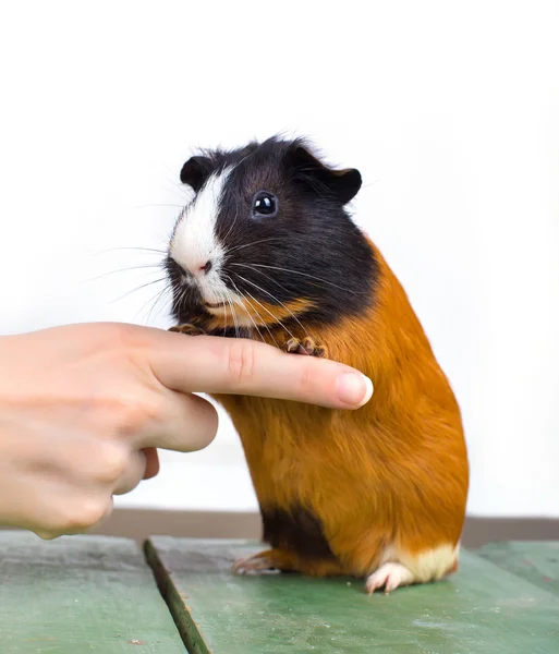 Portrait of guinea pig stay on feet and hod on woman's hand fing — Stock Photo, Image