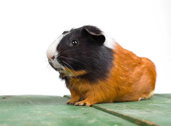 Portrait of guinea pig stay on feet and hod on hand — Stock Photo, Image