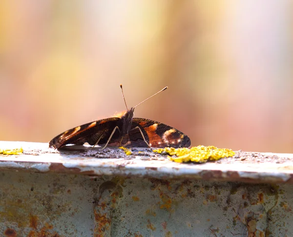 Uma linda borboleta laranja descansando em uma parede — Fotografia de Stock