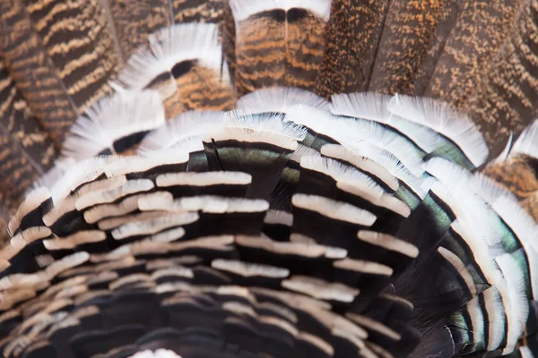Plumage. Parts of beautiful thankgiving turkey — Stock Photo, Image