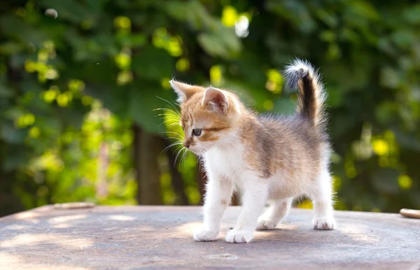 Red, white kitten with blue eyes on green background — Stock Photo, Image