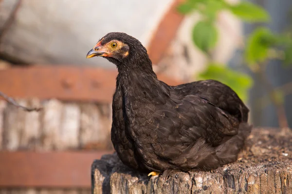 Joven pavo negro, pollo sentado — Foto de Stock