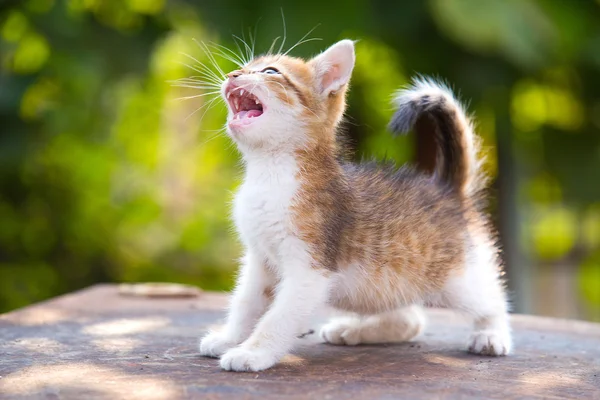 Red, white kitten with blue eyes, open mouth and show teeth on g — Stock Photo, Image