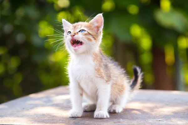 Red, white kitten with blue eyes scream on green background — Stock Photo, Image