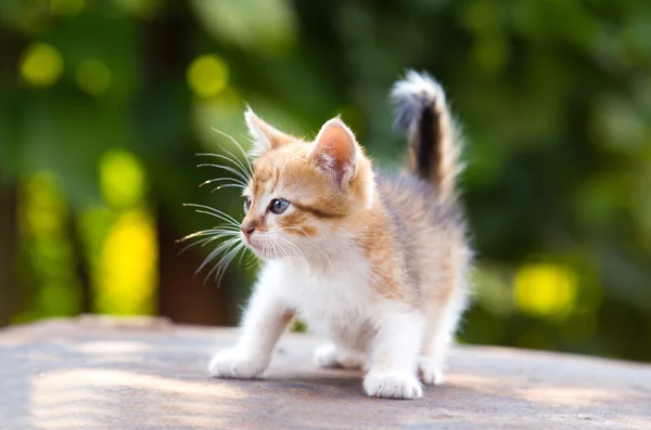 Red, white kitten with blue eyes play on green background — Stock Photo, Image