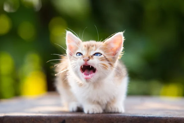 Red, white angry kitten with blue eyes and open mouth and sharp — Stock Photo, Image