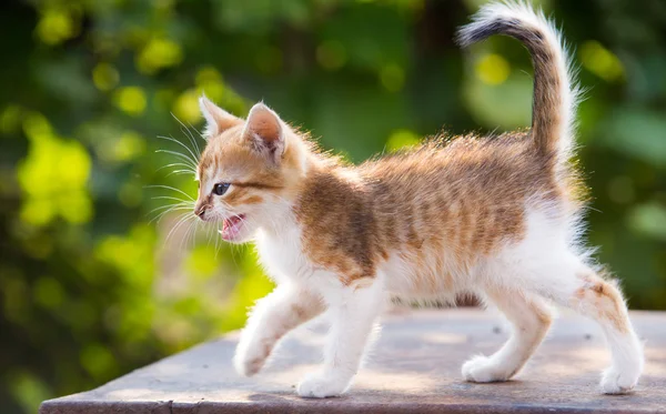 Red, white kitten with blue eyes on grass — Stock Photo, Image