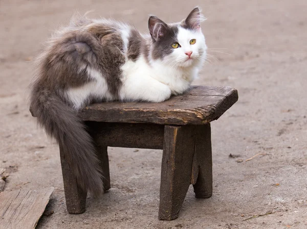 Tahta sandalyede oturan beyaz gri kedi — Stok fotoğraf