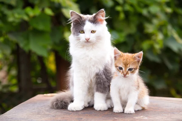 İki arkadaş oturan kedi güzel