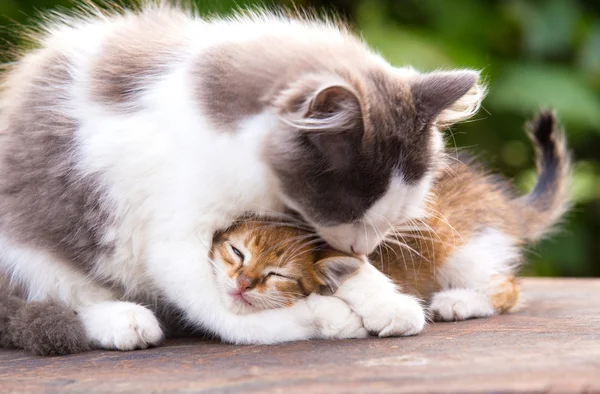 İki arkadaş güzel kedi oynamak, öp