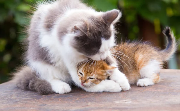 İki arkadaş güzel kedi oynamak, öp — Stok fotoğraf