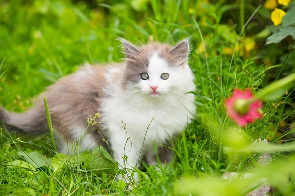 Graues, weißes Kätzchen mit blauen Augen auf Gras — Stockfoto