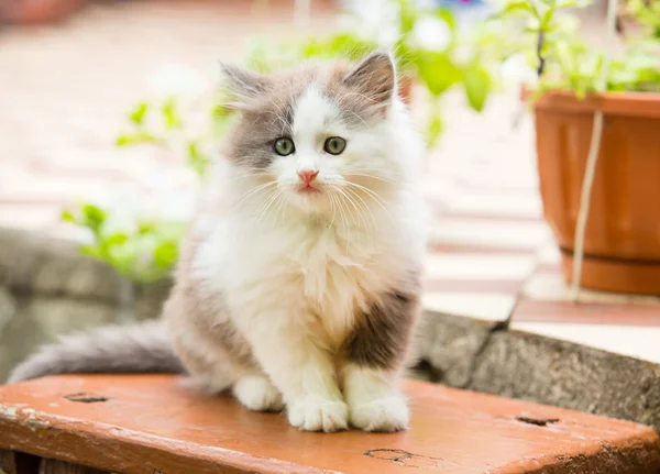 Gray, white angry kitten with blue eyes and open mouth and sharp — Stock Photo, Image