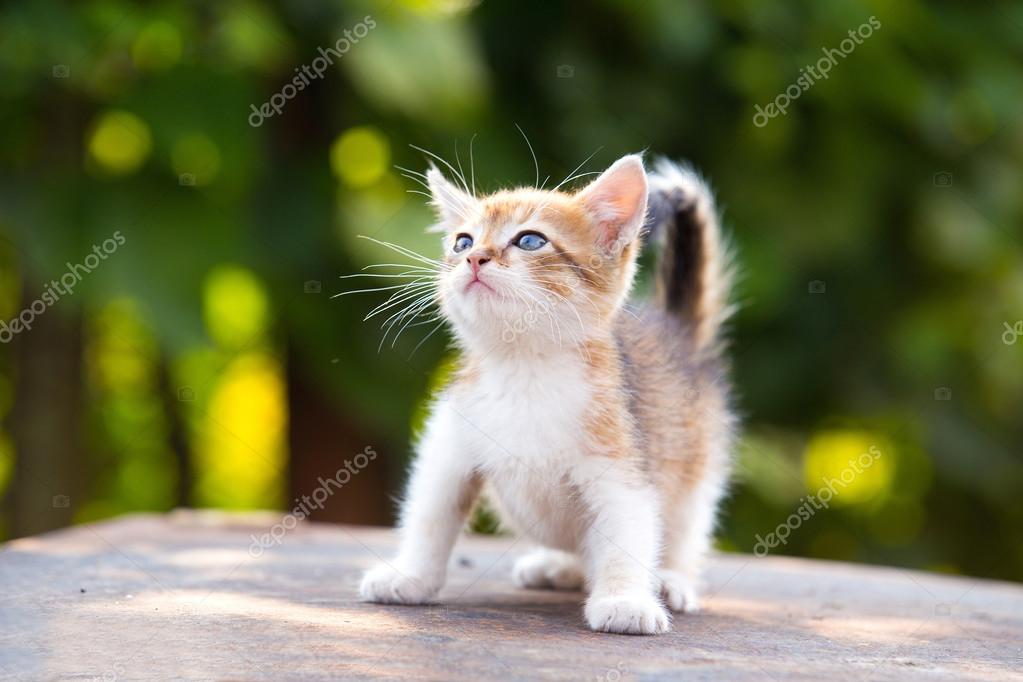 Chaton Aux Yeux Bleus Images Libres De Droit Photos De Chaton Aux Yeux Bleus Depositphotos