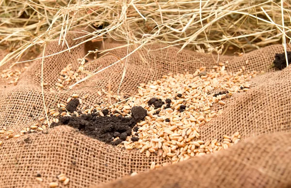 Wheat on burlap sacks — Stock Photo, Image