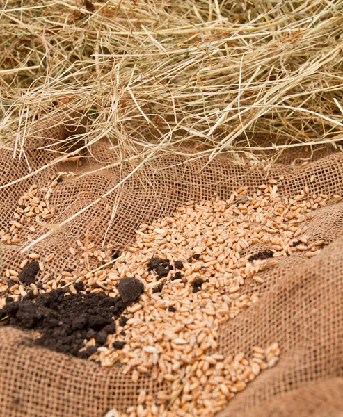 Wheat on burlap sacks — Stock Photo, Image