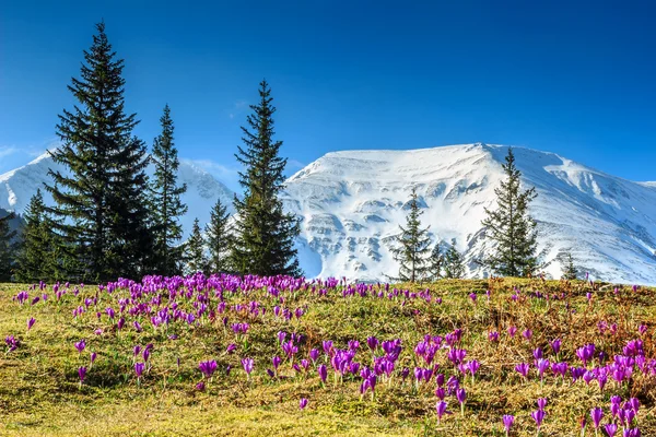 Wiosnę krajobraz i fioletowy krokus kwiat, góry Fogaraskie, Karpaty, Rumunia — Zdjęcie stockowe