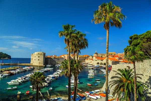 Ciudad vieja de Dubrovnik panorama con palmeras, Croacia, Europa —  Fotos de Stock