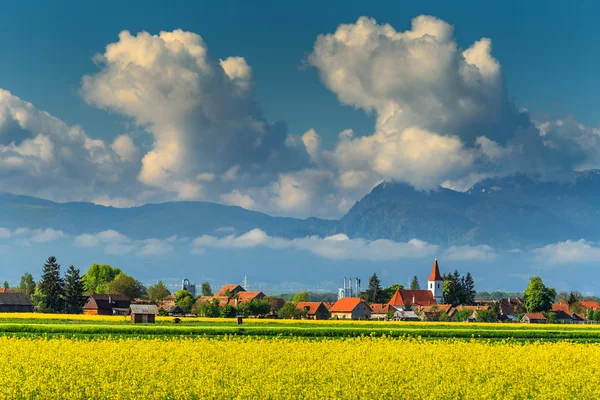 Canola campos e paisagem rural com altas montanhas, Transilvânia, Roménia — Fotografia de Stock