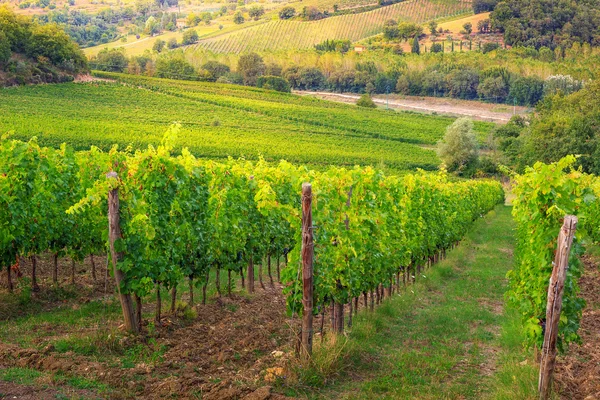 Spectacular vineyard with rows of grape,Tuscany,Italy,Europe — Stock Photo, Image