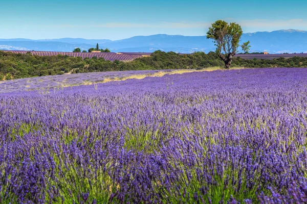 Szép levendula mezők Provence Valensole, Franciaországban, Európában — Stock Fotó