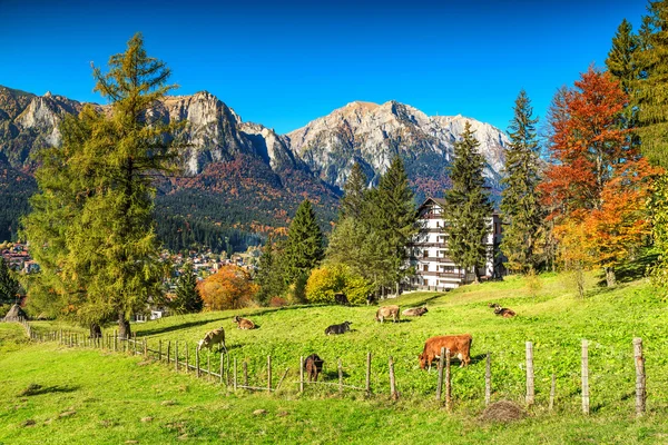 Wonderful green fields with grazing cows,Busteni,Transylvania,Romania,Europe — Stock Photo, Image