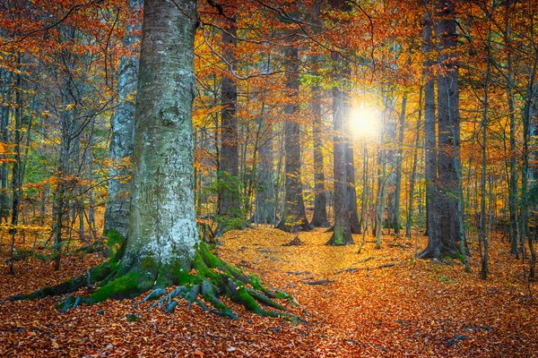 Spektakuläre Herbst bunte Waldlandschaft — Stockfoto