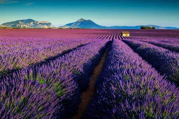 Niesamowite pola lawendy w Prowansji, Valensole, Francja, Europa — Zdjęcie stockowe