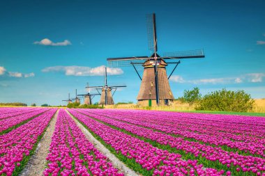 Güzel bir seyahat ve turistik bir yer. Eski Alman yel değirmenleriyle, Kinderdijk, Hollanda ve Avrupa 'yla muhteşem renkli lale tarlaları