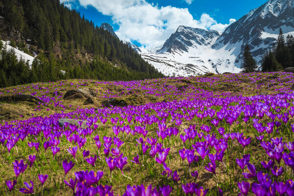 Beautiful spring landscape, majestic slopes with fresh colorful purple crocus flowers and high snowy mountains in background, Fagaras mountains, Carpathians, Transylvania, Romania, Europe