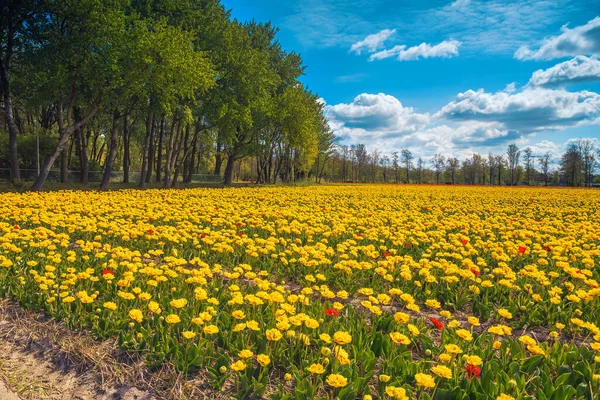 Stunning spring landscape with flower gardens and yellow tulip fields in Netherlands, Europe