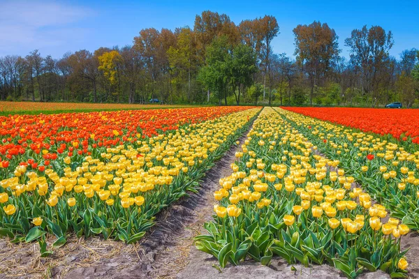 Prachtige Lente Landschap Met Agrarische Bloementuinen Bloeiende Kleurrijke Gele Rode — Stockfoto