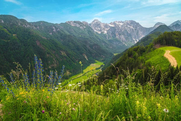 スロベニアの高山草原や雪の山と素晴らしい春の風景 ソルカヴァのパノラマ道路 ロガール渓谷 スロベニア ヨーロッパからの花のフィールドを持つLogarska Dolinaと高山の森 — ストック写真