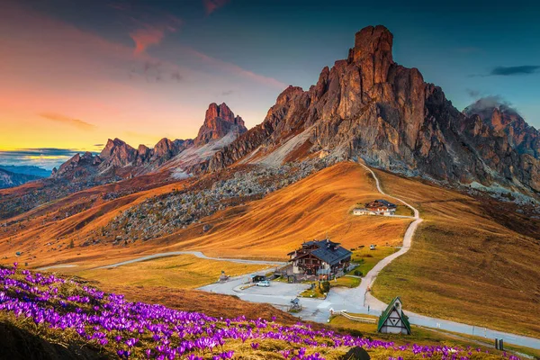 Wonderful Alpine Scenery Spring Crocus Flowers Hill Spectacular Mountains Sunset — Stock Photo, Image