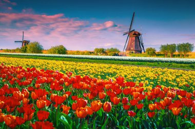 Hollanda, Hollanda, Kinderdijk 'te gündoğumunda çarpıcı renkli lale tarlaları ve eski ahşap yel değirmenleri 