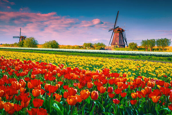 Stunning colorful tulip fields and old wooden windmills at sunrise in Kinderdijk, Netherlands, Europe 