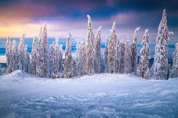 Удивительный Замерзший Зимний Лесной Пейзаж Заснеженными Соснами Закате Румыния Концепция — стоковое фото