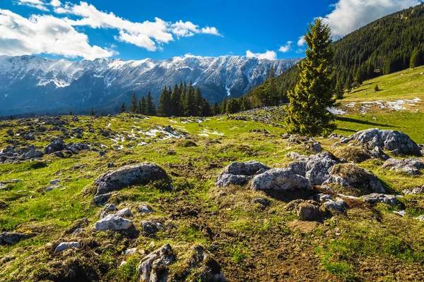 Ohromující Jarní Scenérie Mýtinou Borovicovém Lese Vysokými Zasněženými Horami Pozadí — Stock fotografie