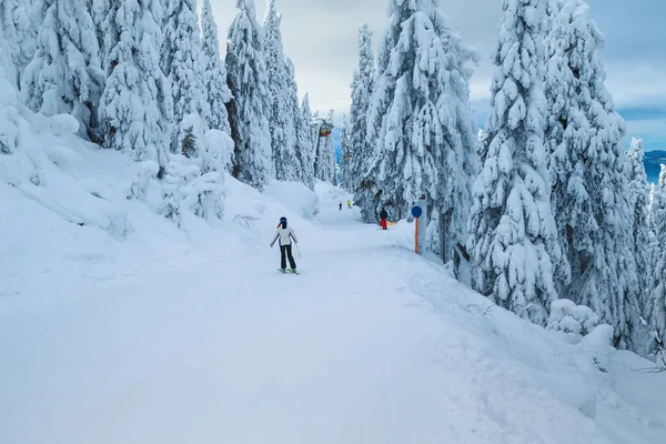 Pintorescos Pinos Cubiertos Nieve Majestuosa Estación Esquí Invierno Esquiadores Activos —  Fotos de Stock