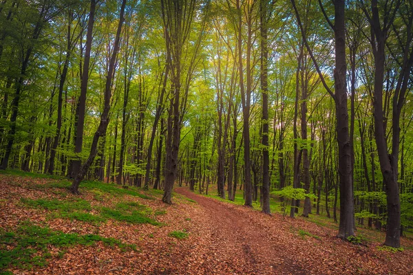 Majestätisch Dichte Frische Frühlingswald Landschaft Und Wanderweg Mit Trockenen Bunten — Stockfoto