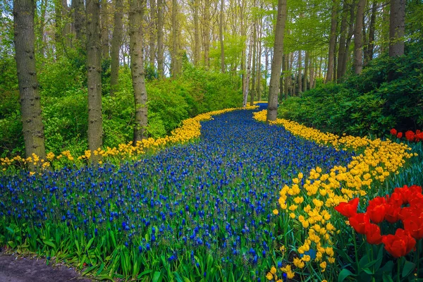 Paisagem Pitoresca Primavera Lugar Incrível Com Clareira Florestal Várias Flores — Fotografia de Stock